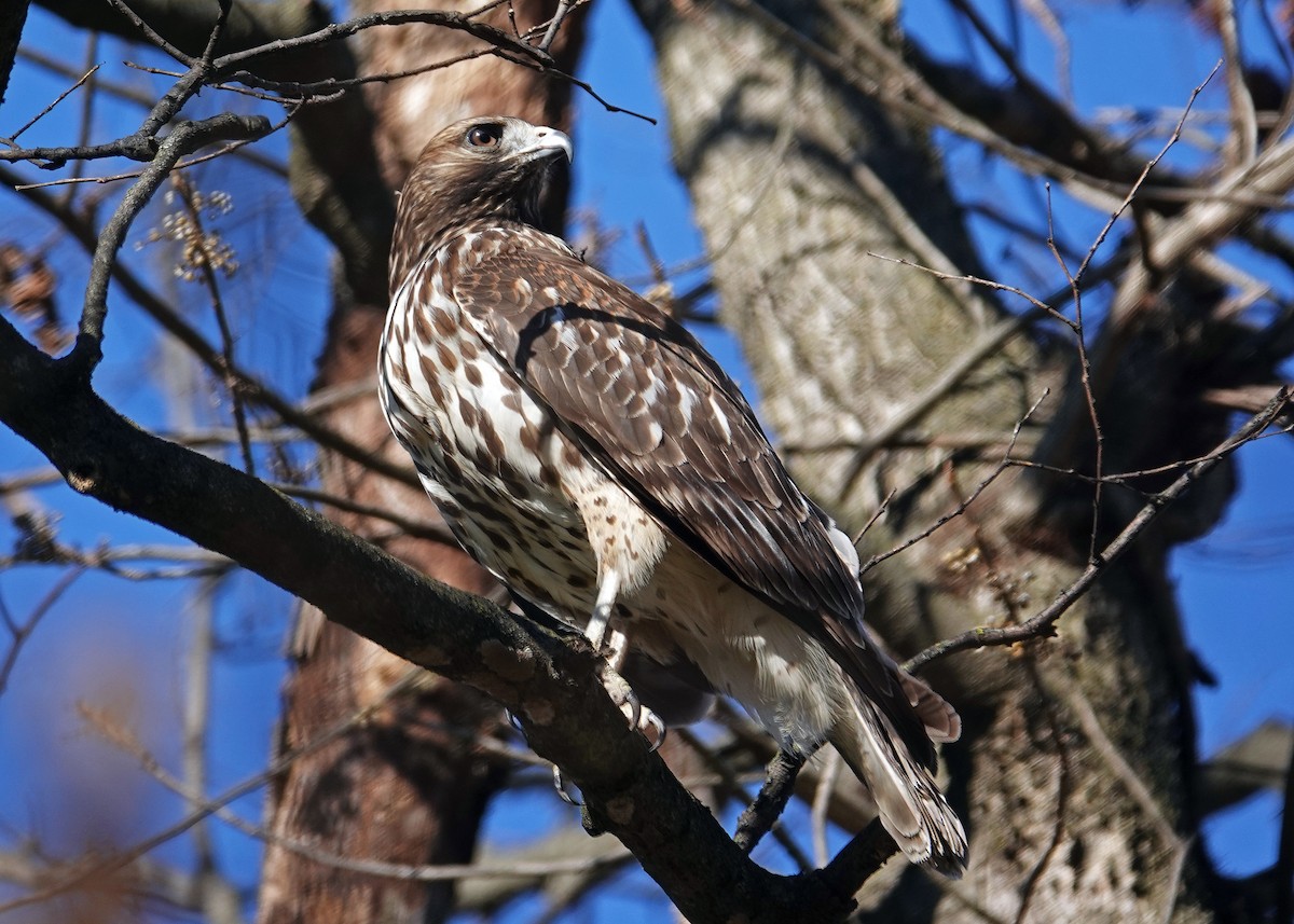 Red-shouldered Hawk - ML644877693