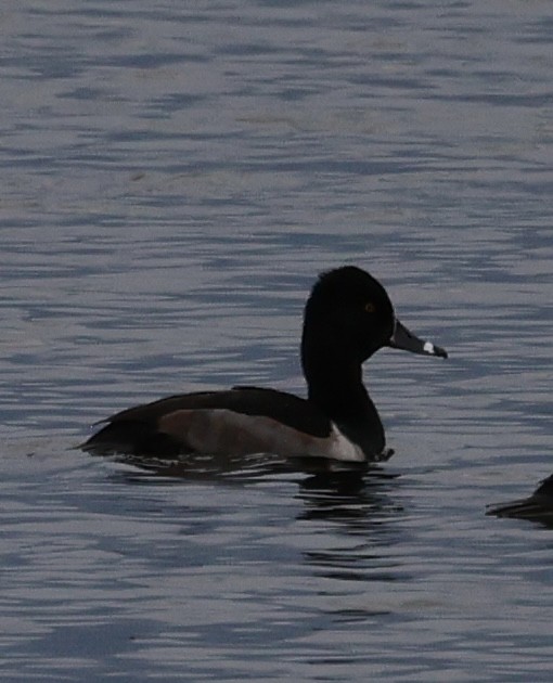 Ring-necked Duck - ML644877698