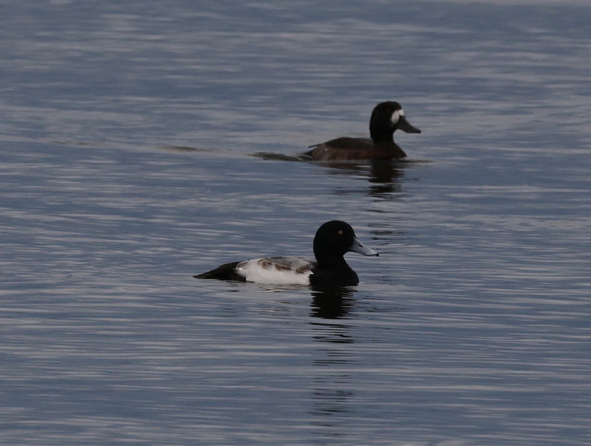 Чернь морська - ML644877703