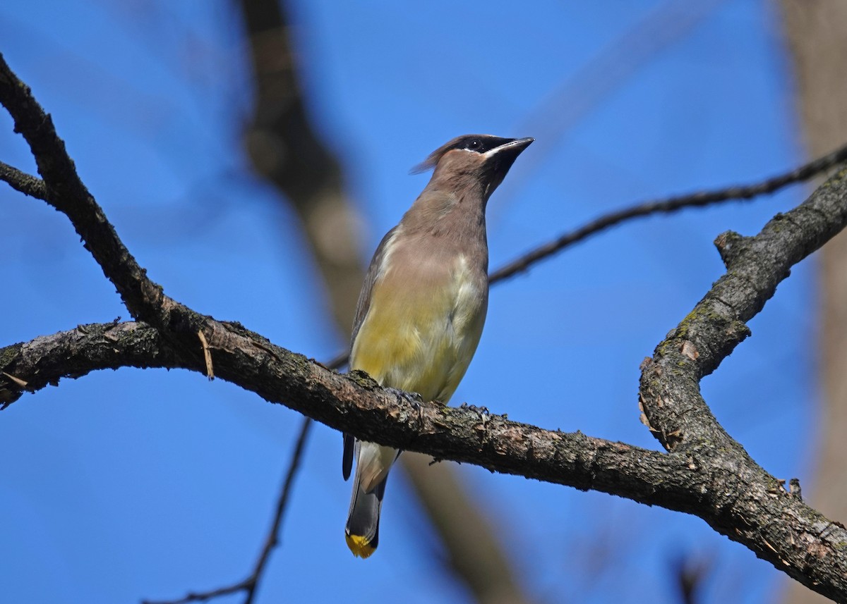 Омелюх американський - ML644877704