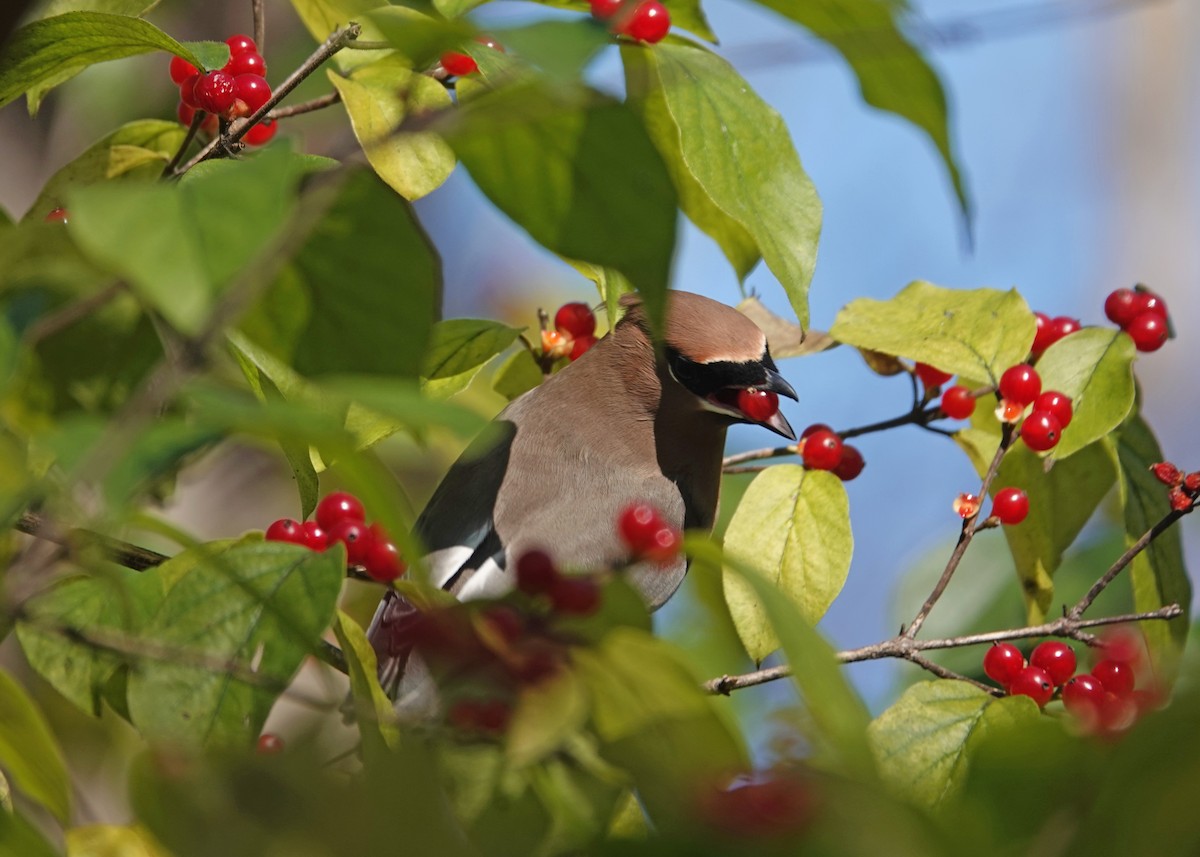 Омелюх американський - ML644877705