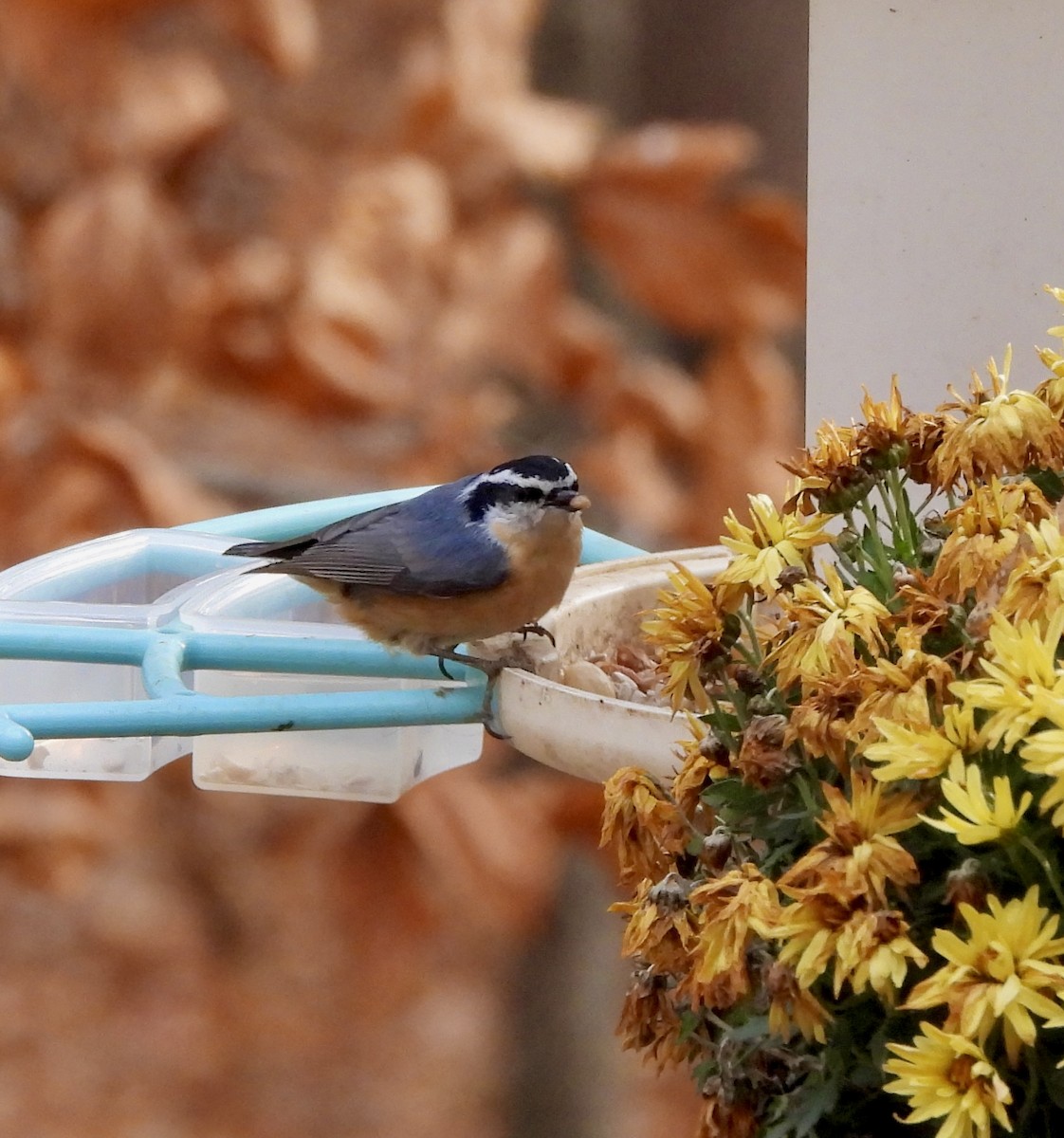 Повзик канадський - ML644877706