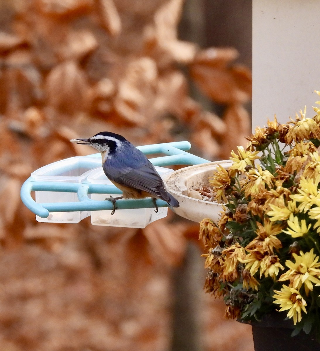 Повзик канадський - ML644877707