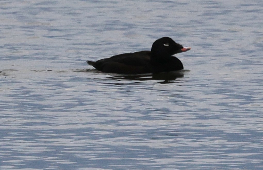 Турпан горбатодзьобий - ML644877709