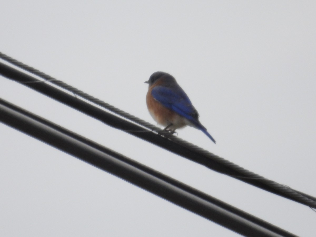 Блакитник східний - ML644877710