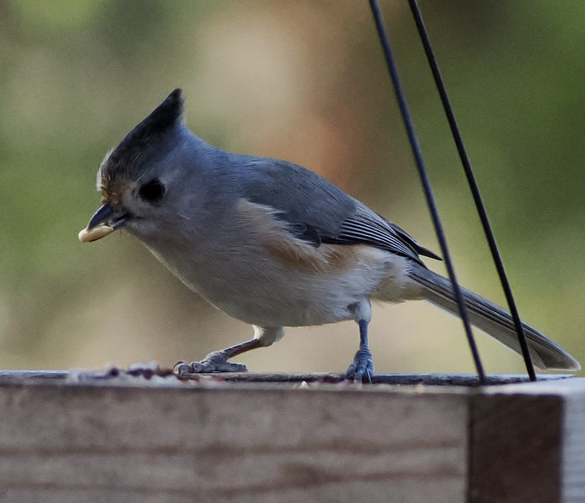 Синиця гострочуба x чорночуба - ML644877711