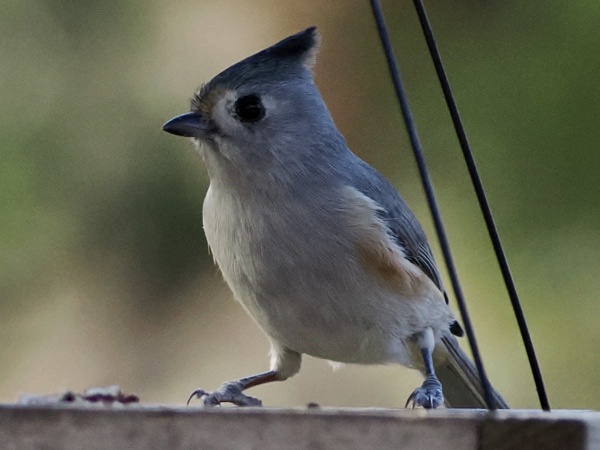 Синиця гострочуба x чорночуба - ML644877712