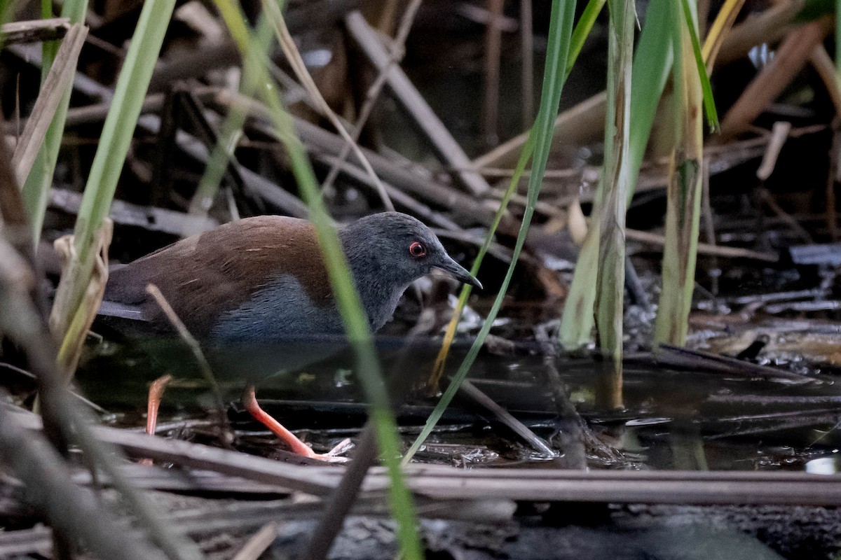 Погонич австралійський - ML644877713
