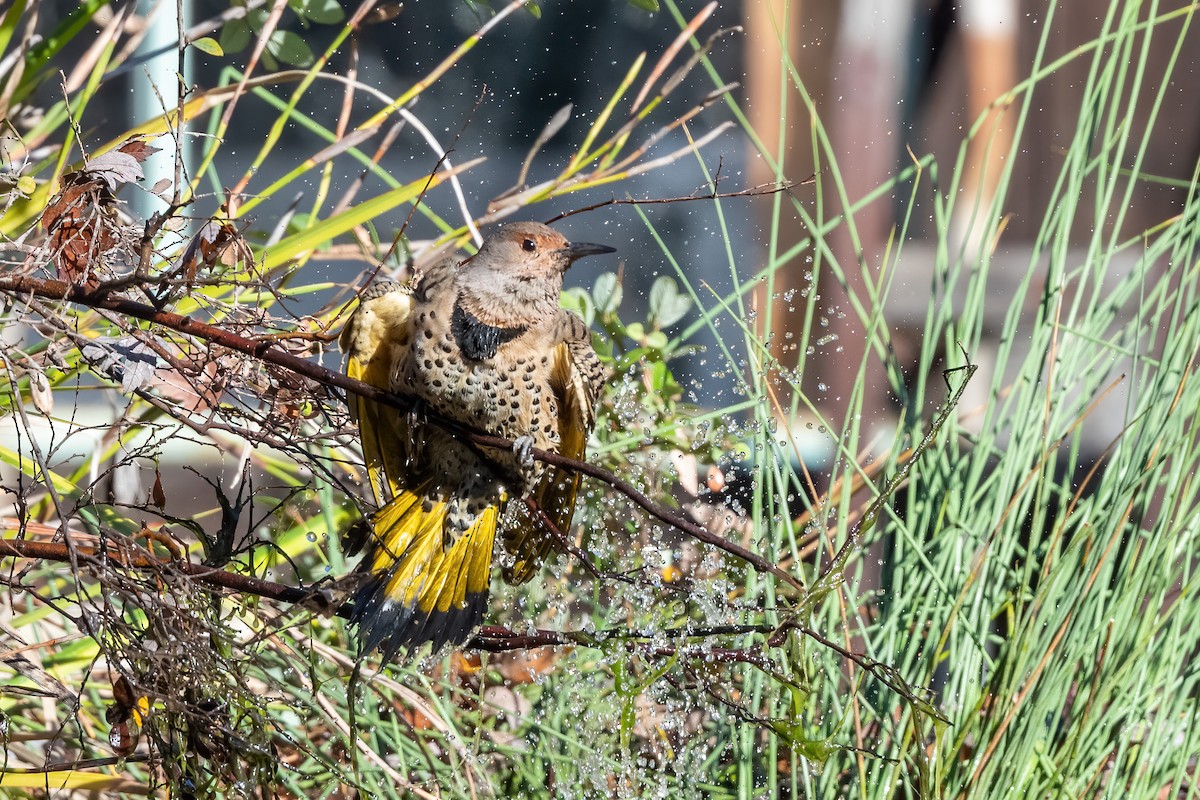 Декол золотистий (підвид luteus x cafer) - ML644877714