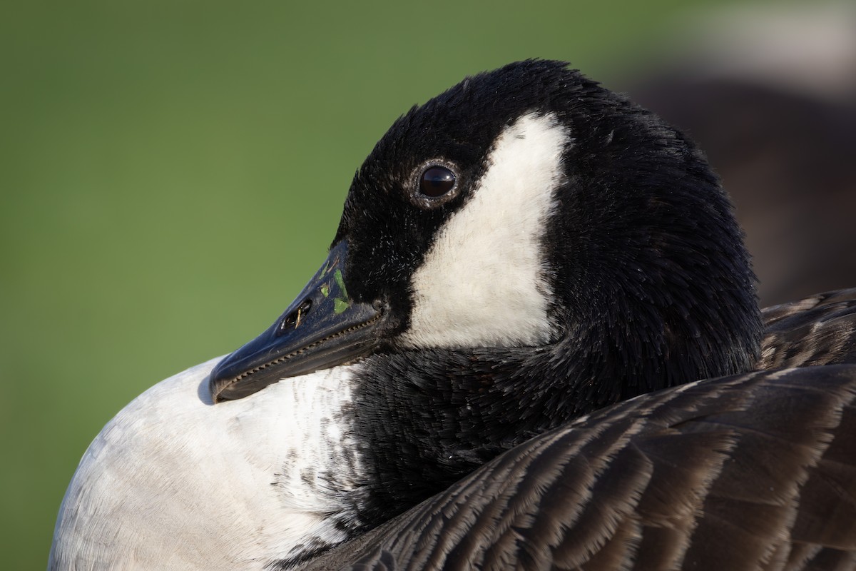 Казарка канадська - ML644877715