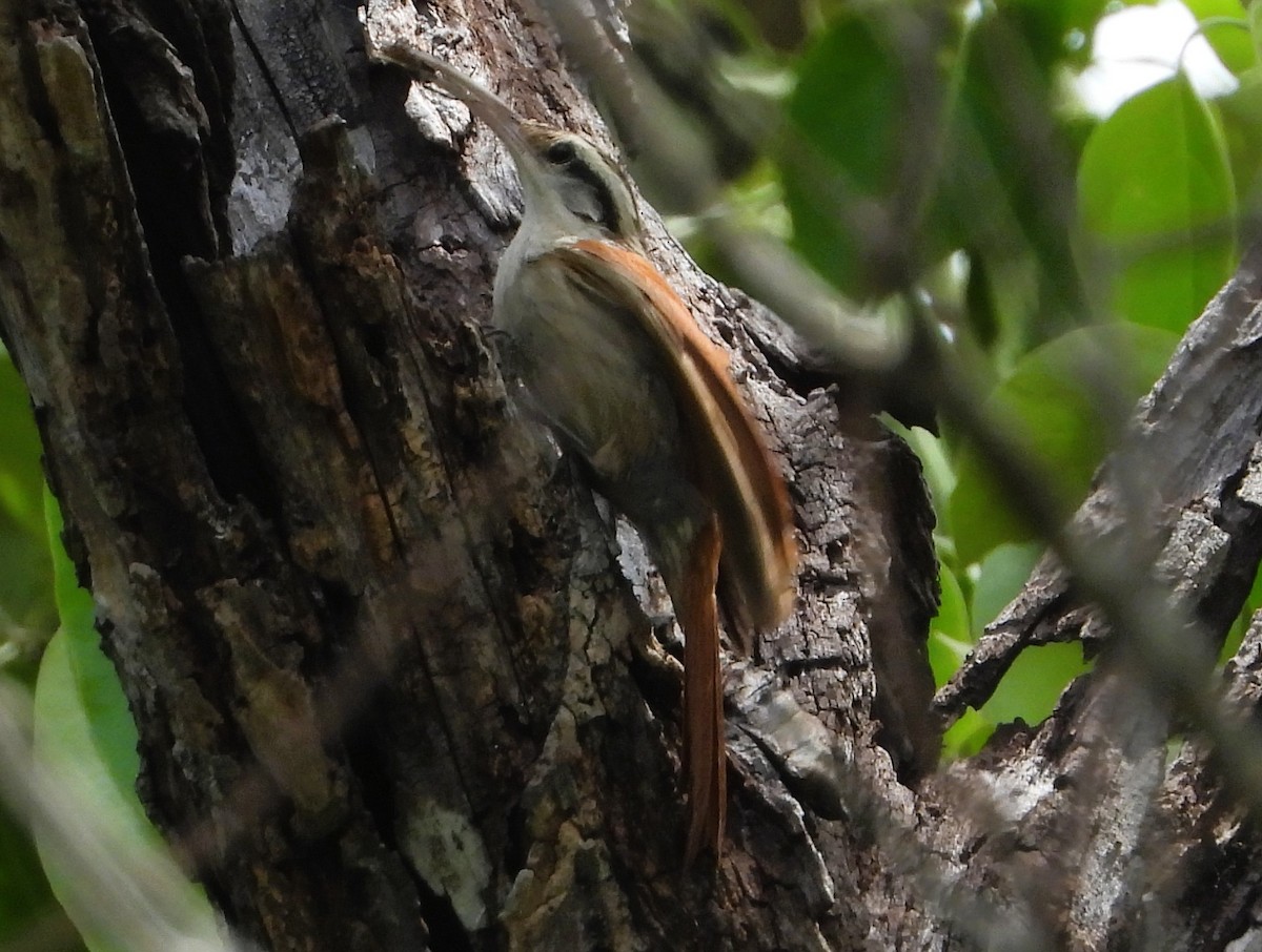 Дереволаз вузькодзьобий - ML644877716