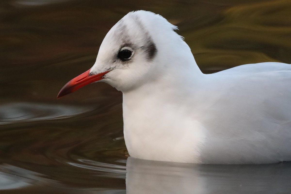 Мартин звичайний - ML644877719