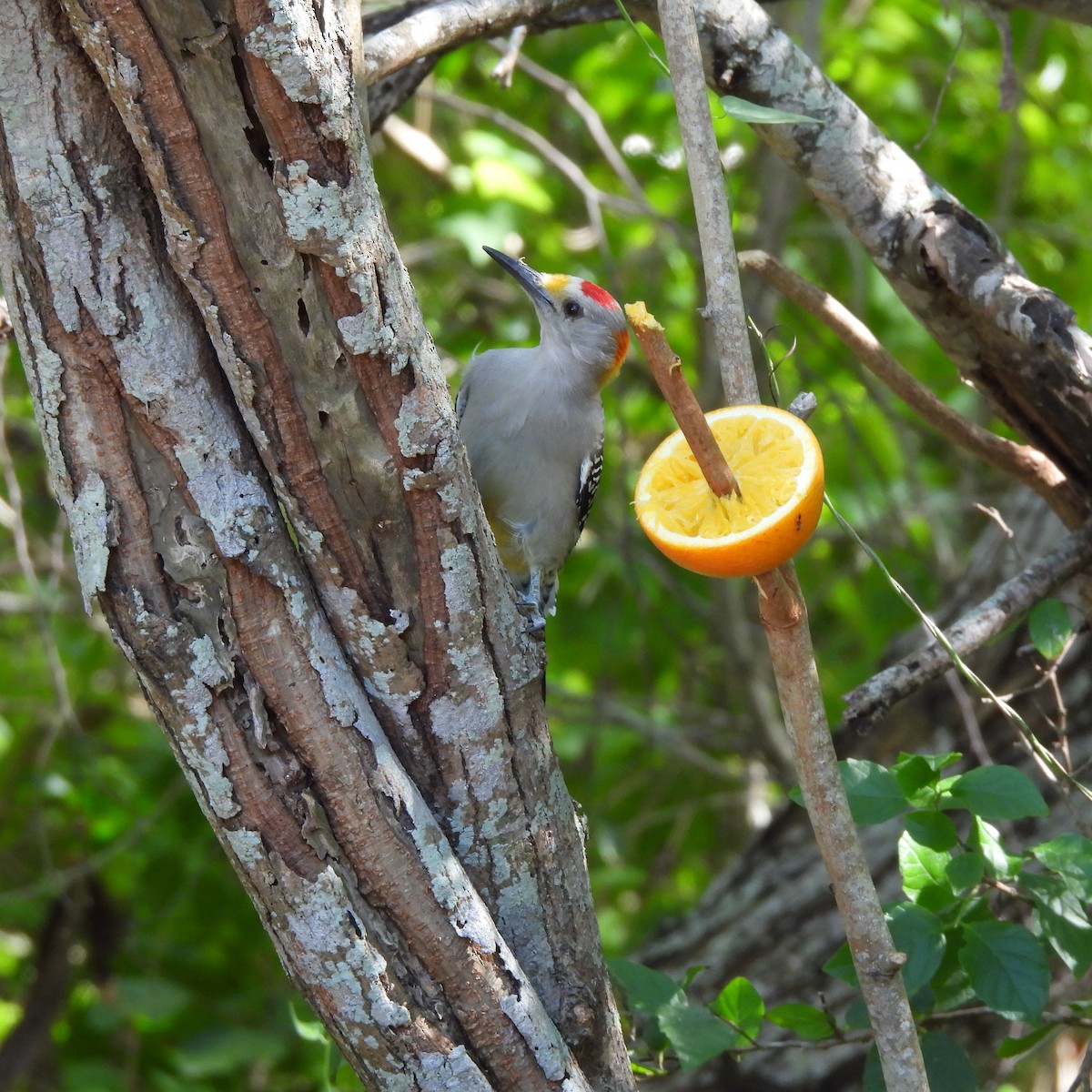 Гіла золотоголова - ML644877722