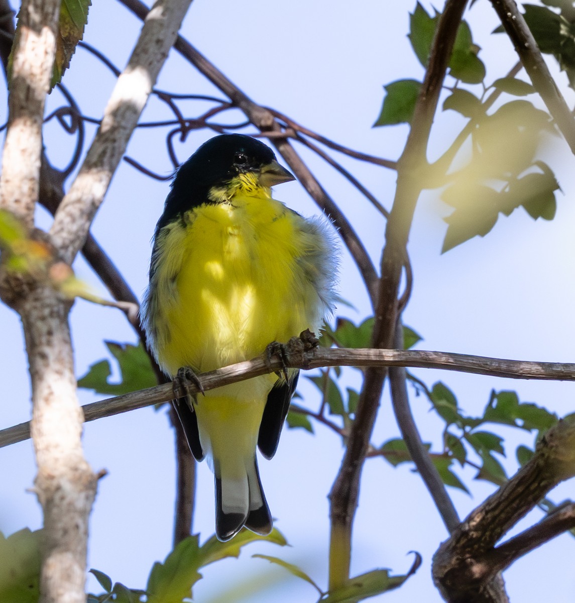 Чиж малий - ML644877723