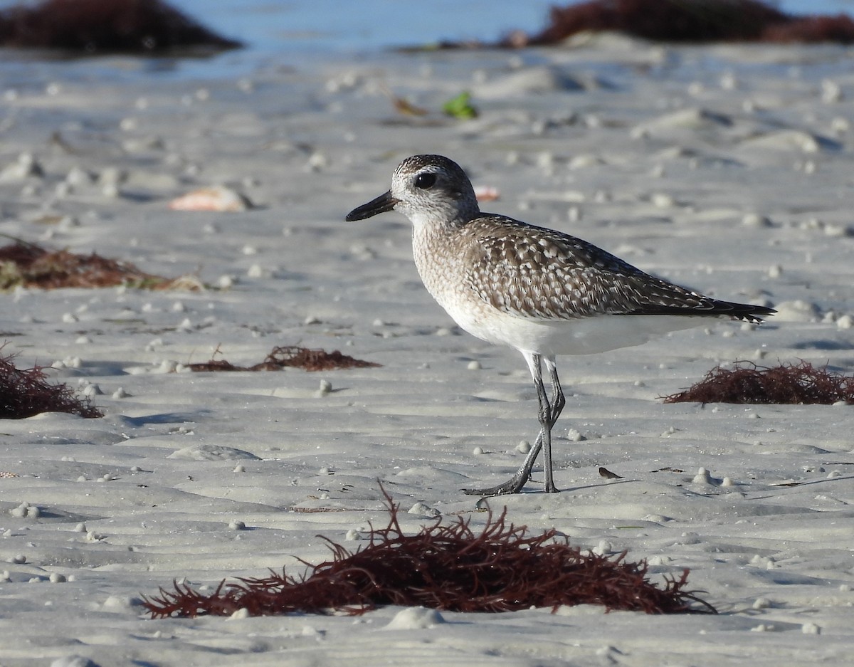 Сивка морська - ML644877724