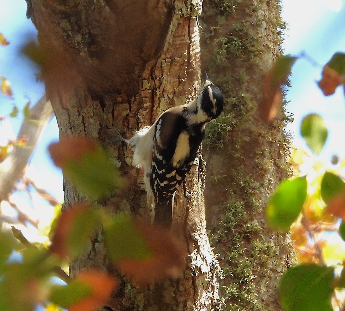 Дятел пухнастий - ML644877726