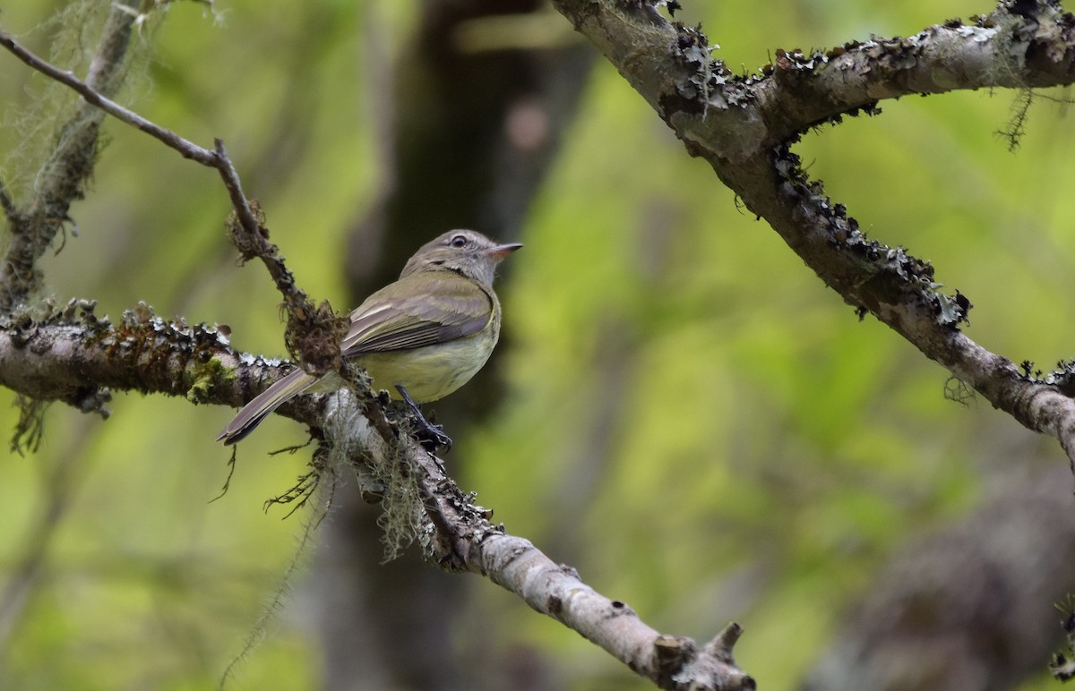 Тиранець зелений - ML644877727