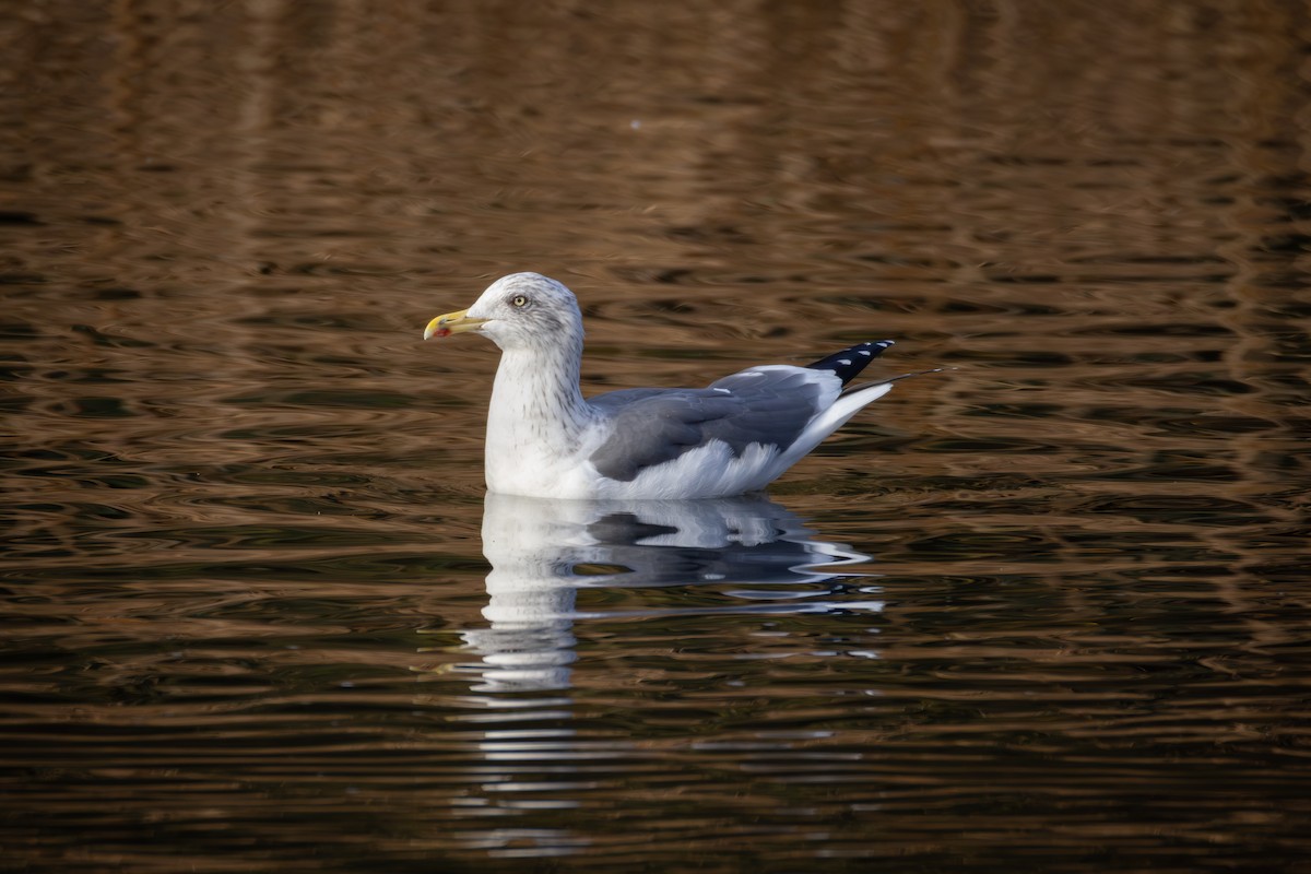 Мартин чорнокрилий - ML644877728