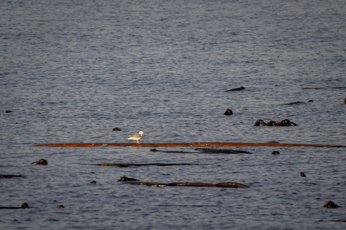 Мартин канадський - ML644877729