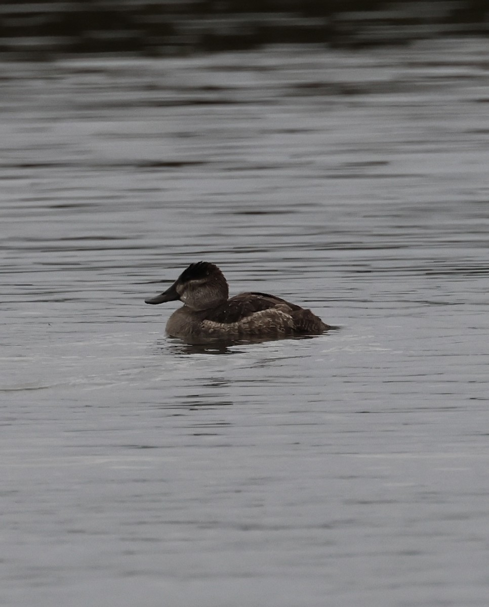 Савка американська - ML644877730