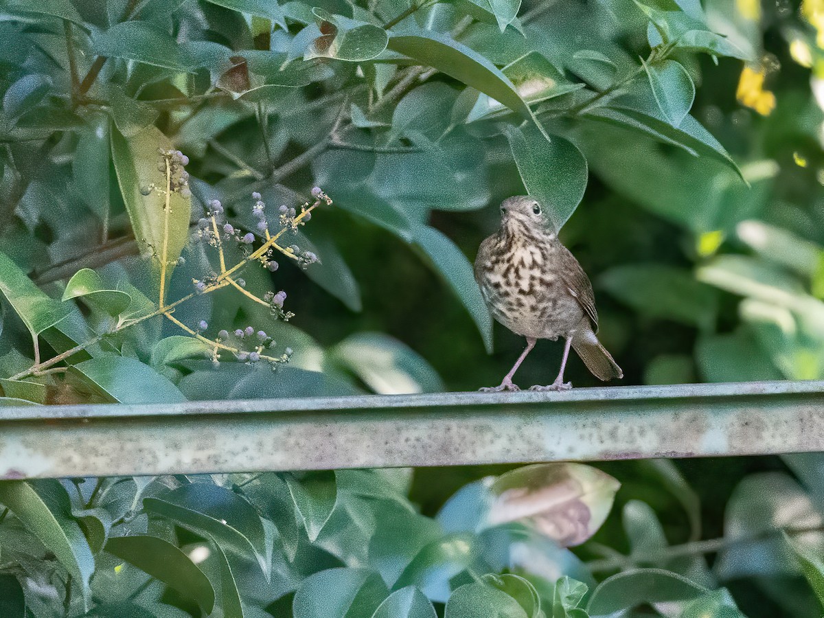 Дрізд-короткодзьоб плямистоволий - ML644877732