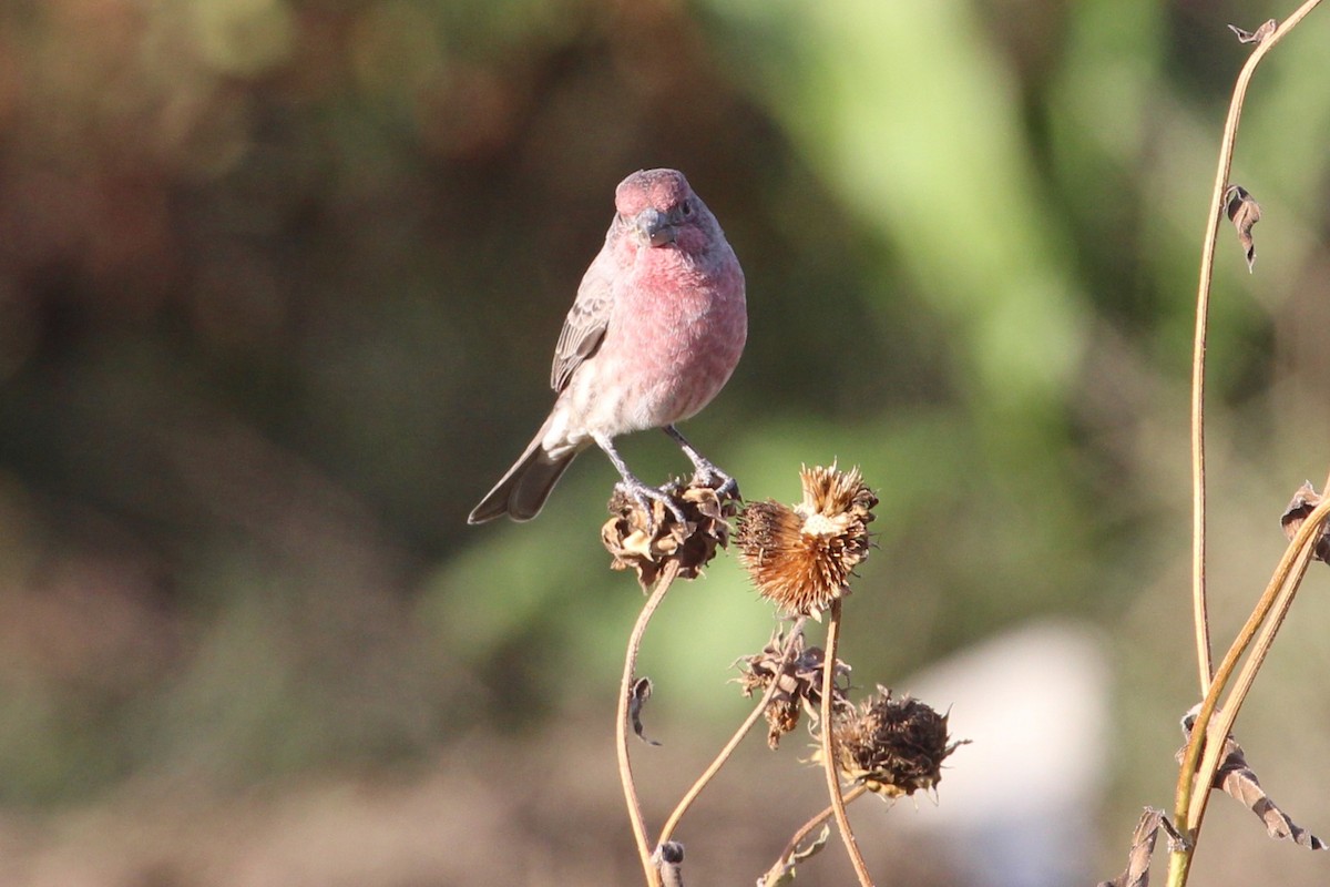 Чечевиця садова - ML644877734