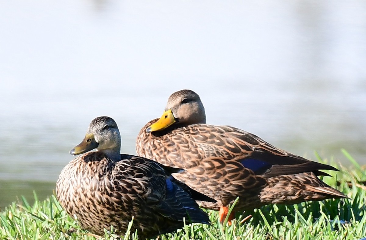 Крижень флоридський - ML644877735