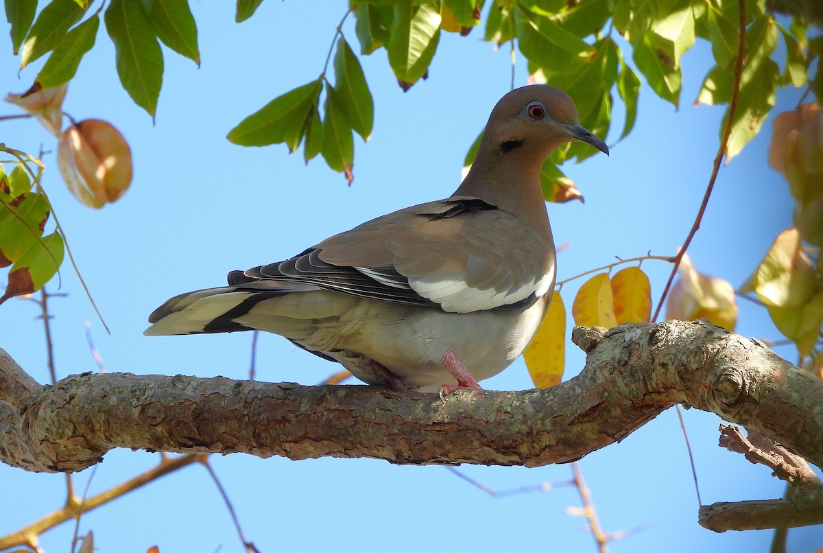 Зенаїда білокрила - ML644877737