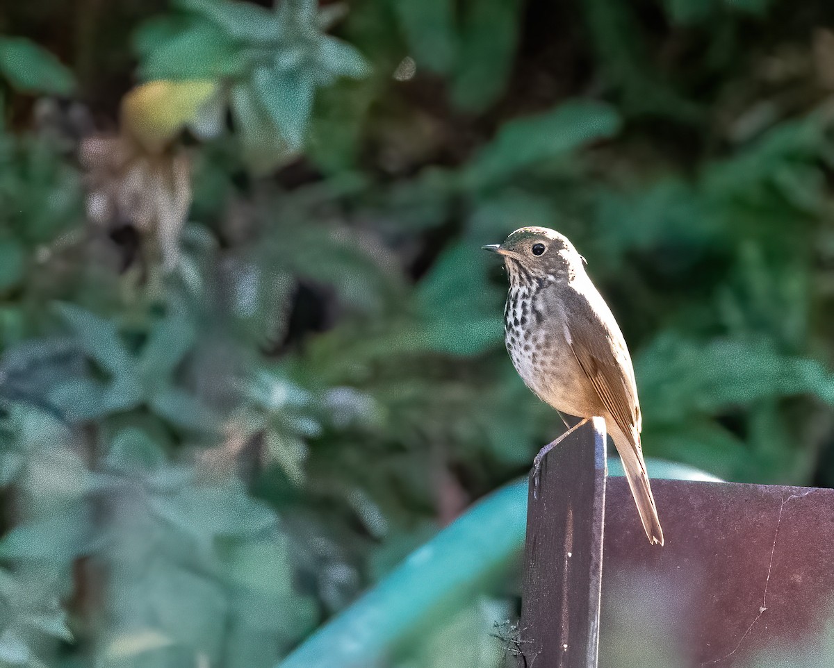 Дрізд-короткодзьоб плямистоволий - ML644877739