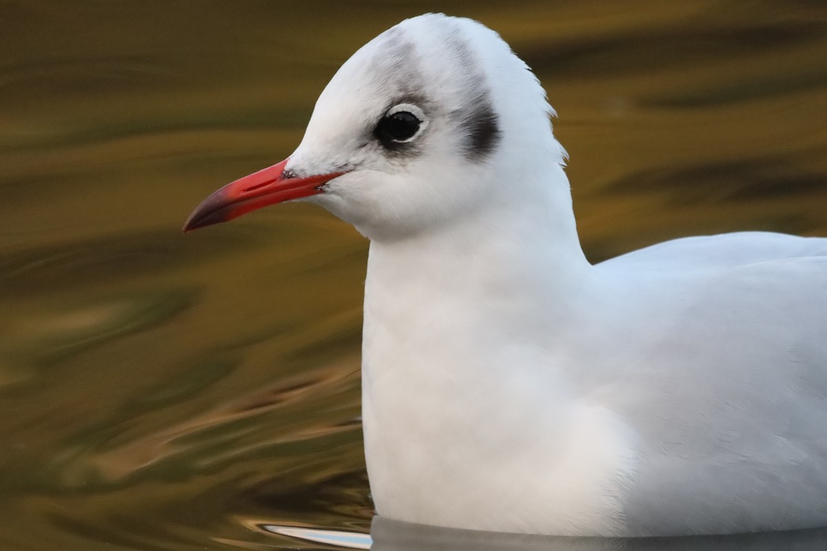 Мартин звичайний - ML644877740