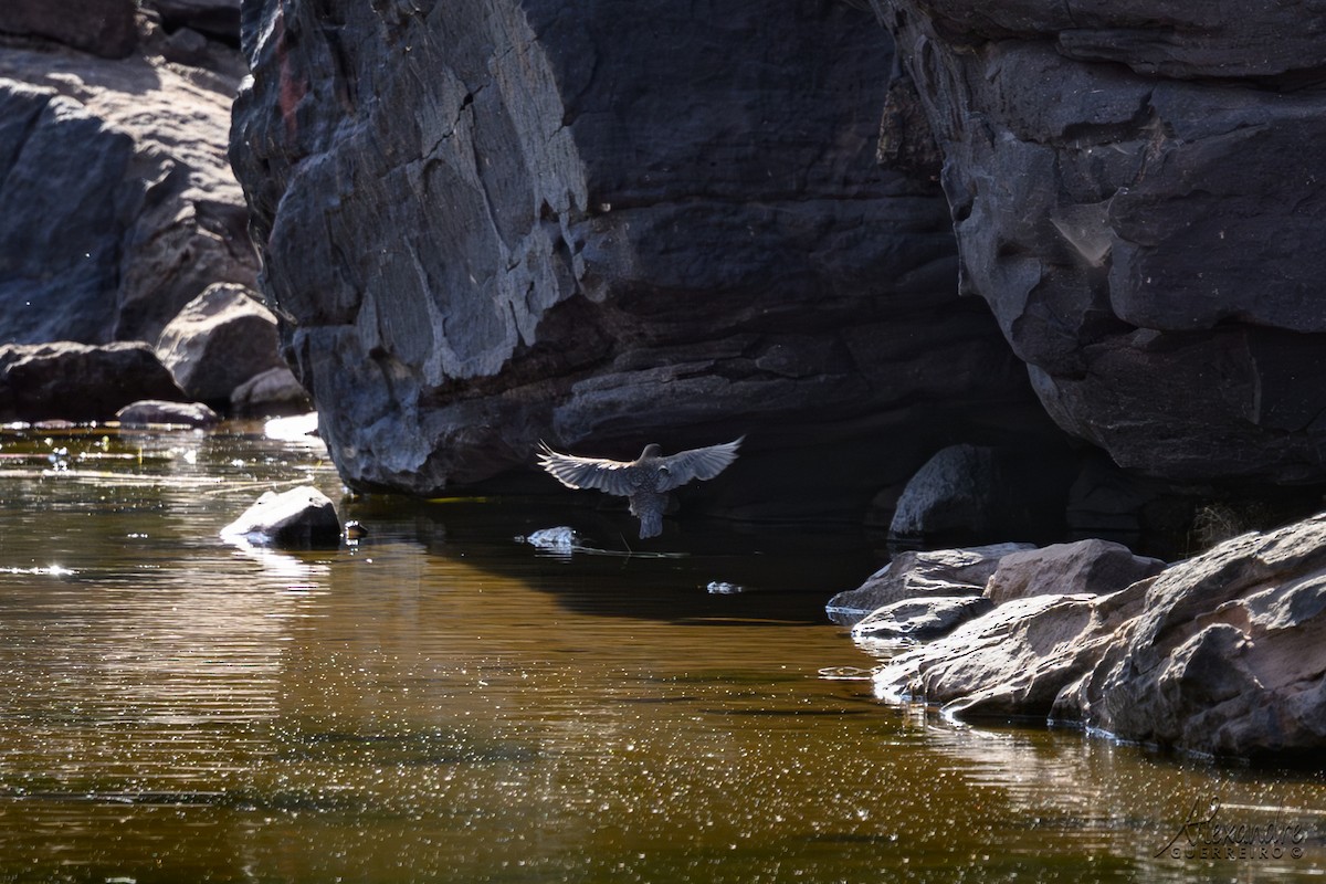 skorec vodní - ML644877746