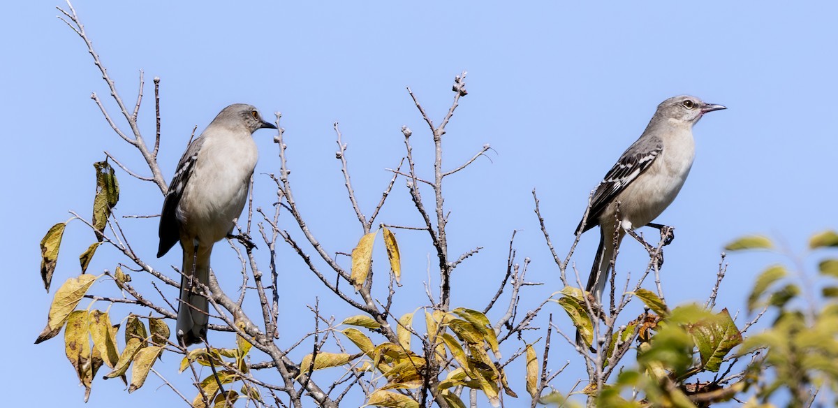 Northern Mockingbird - ML644877785