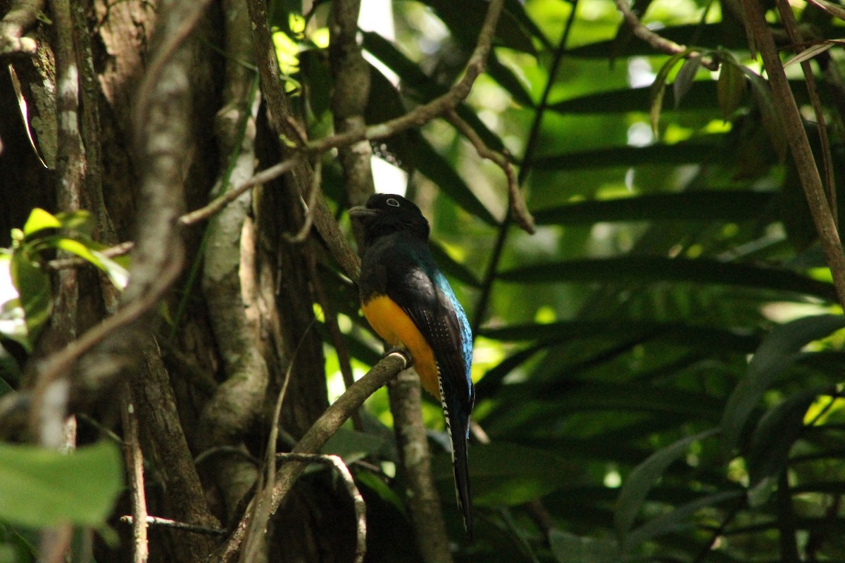 Green-backed Trogon - ML644877788