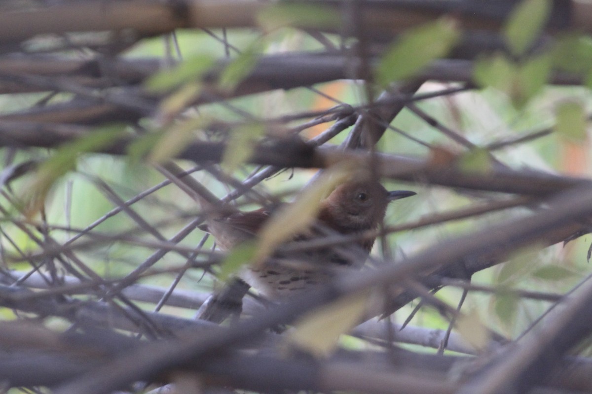 Kahverengi Çöpçü - ML644877792