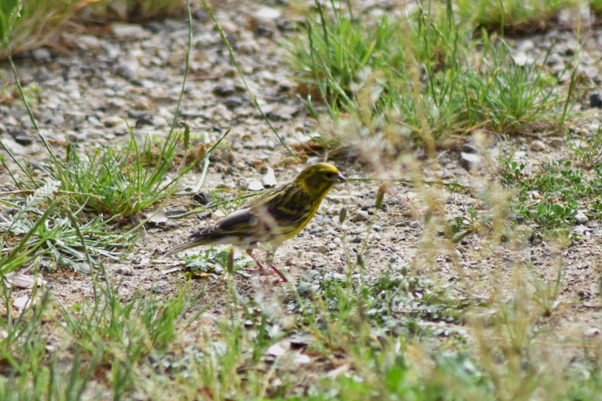 בזבוז אירופי - ML644877810