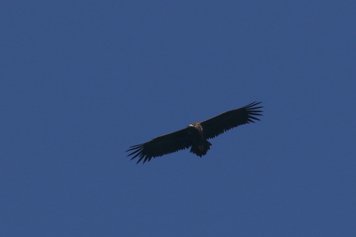 Sai beltza - ML644877820