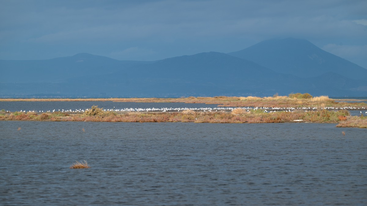 Mediterranean Gull - ML644877827