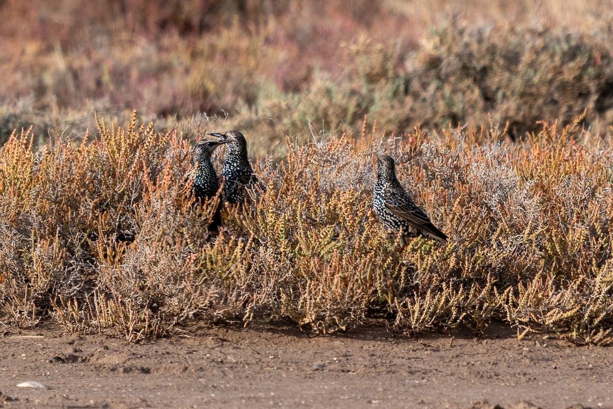 European Starling - ML644877838