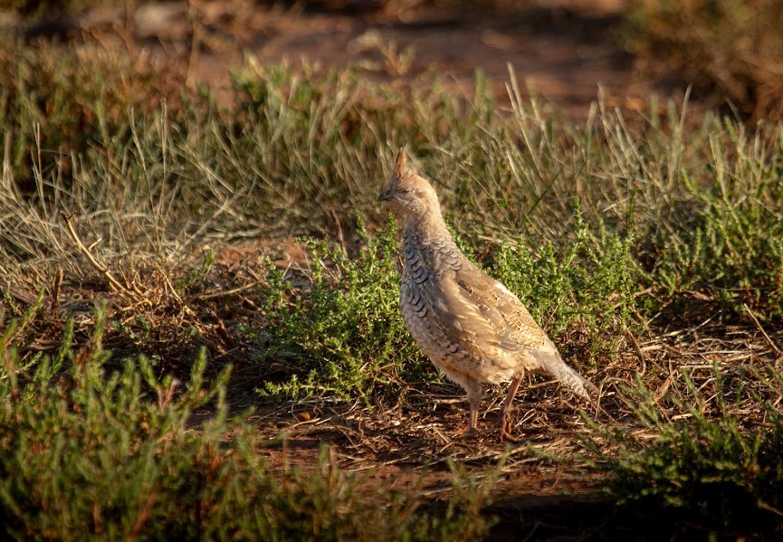 Scaled Quail - ML644877841