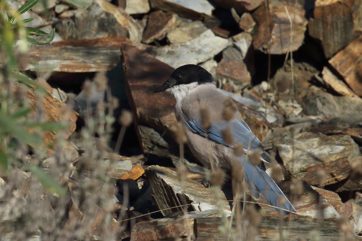 イベリアオナガ - ML644877844