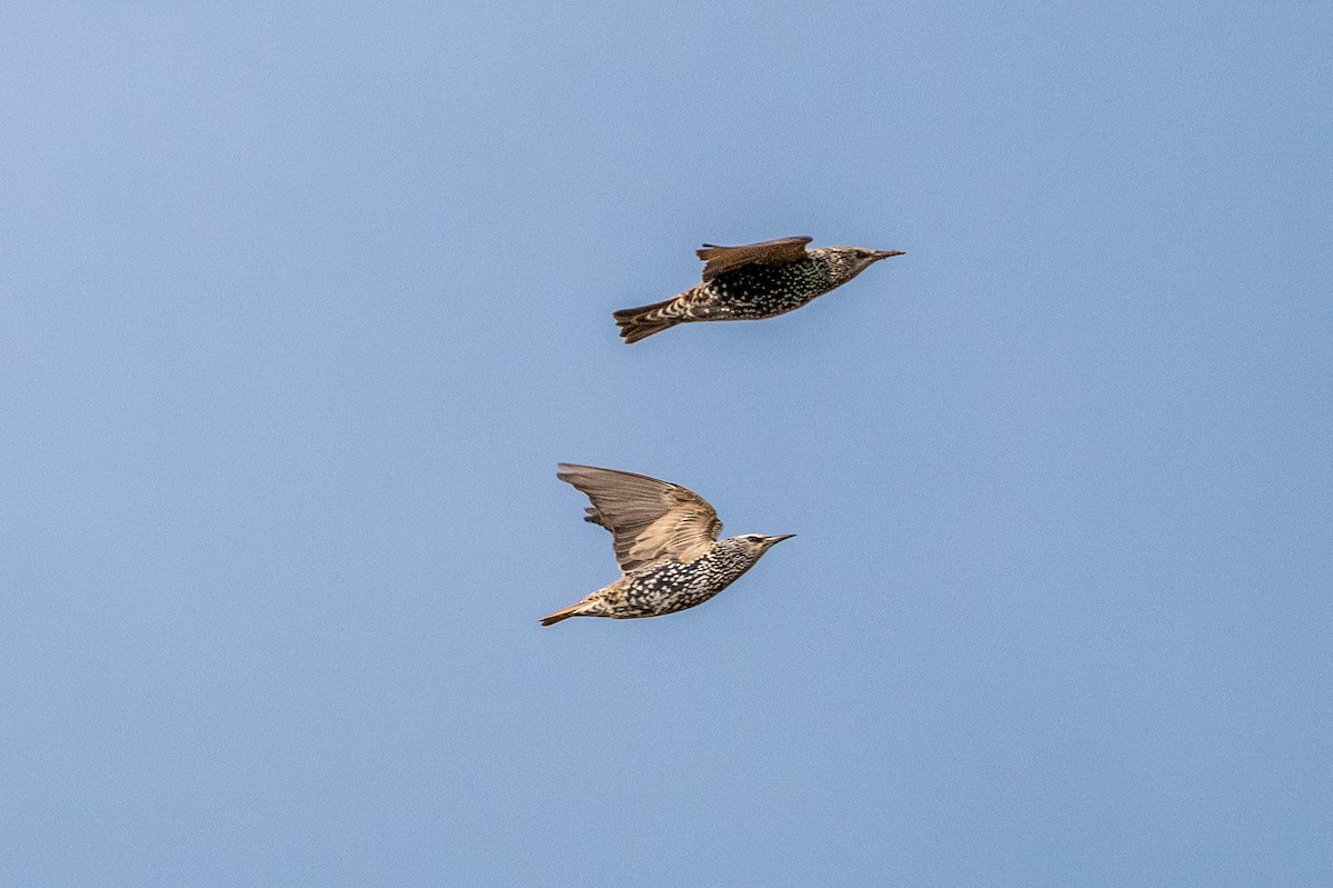 European Starling - ML644877845