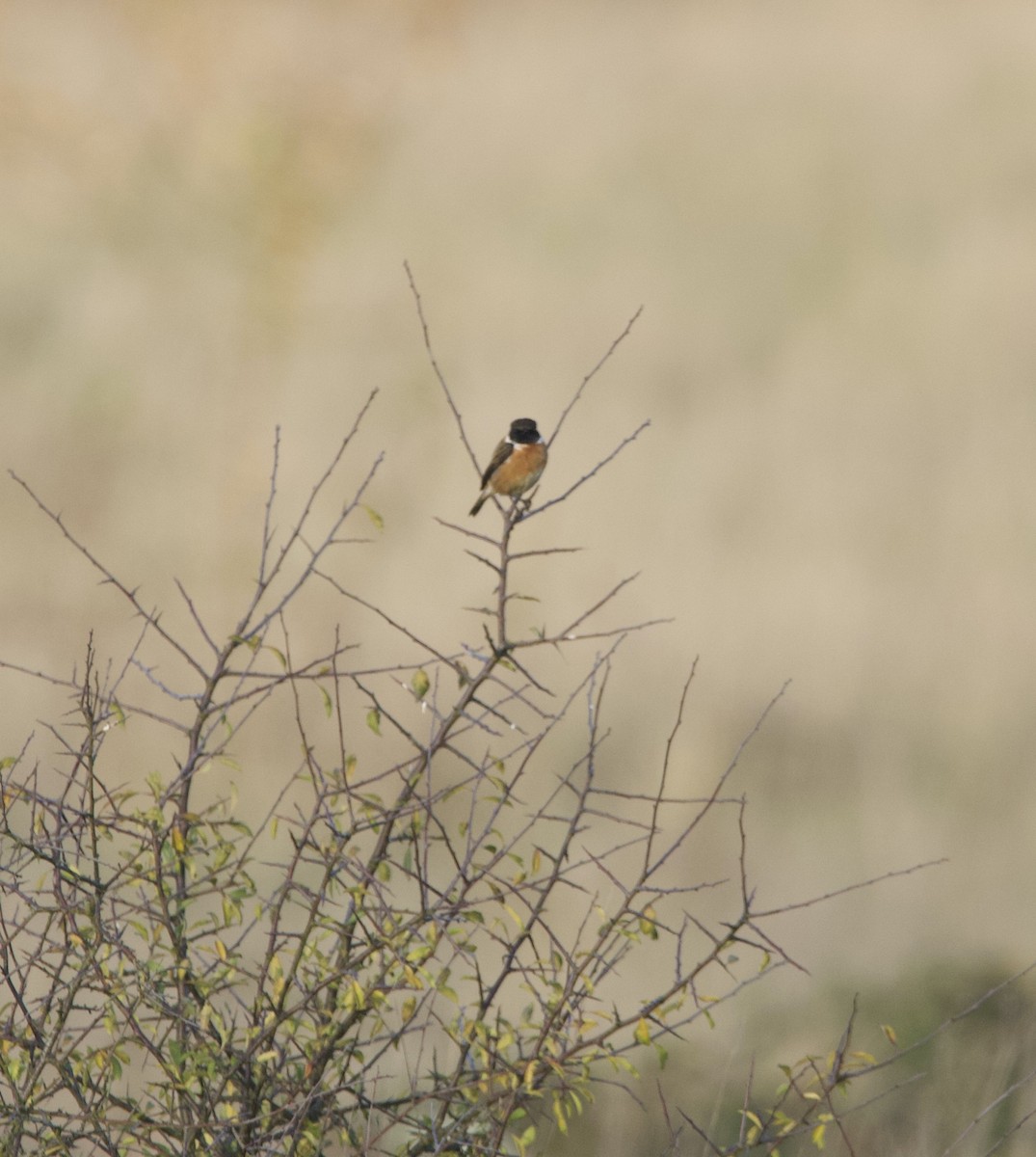 European Stonechat - ML644877849