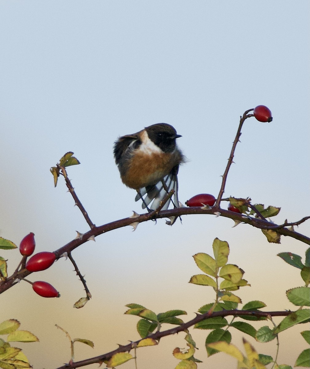 European Stonechat - ML644877850