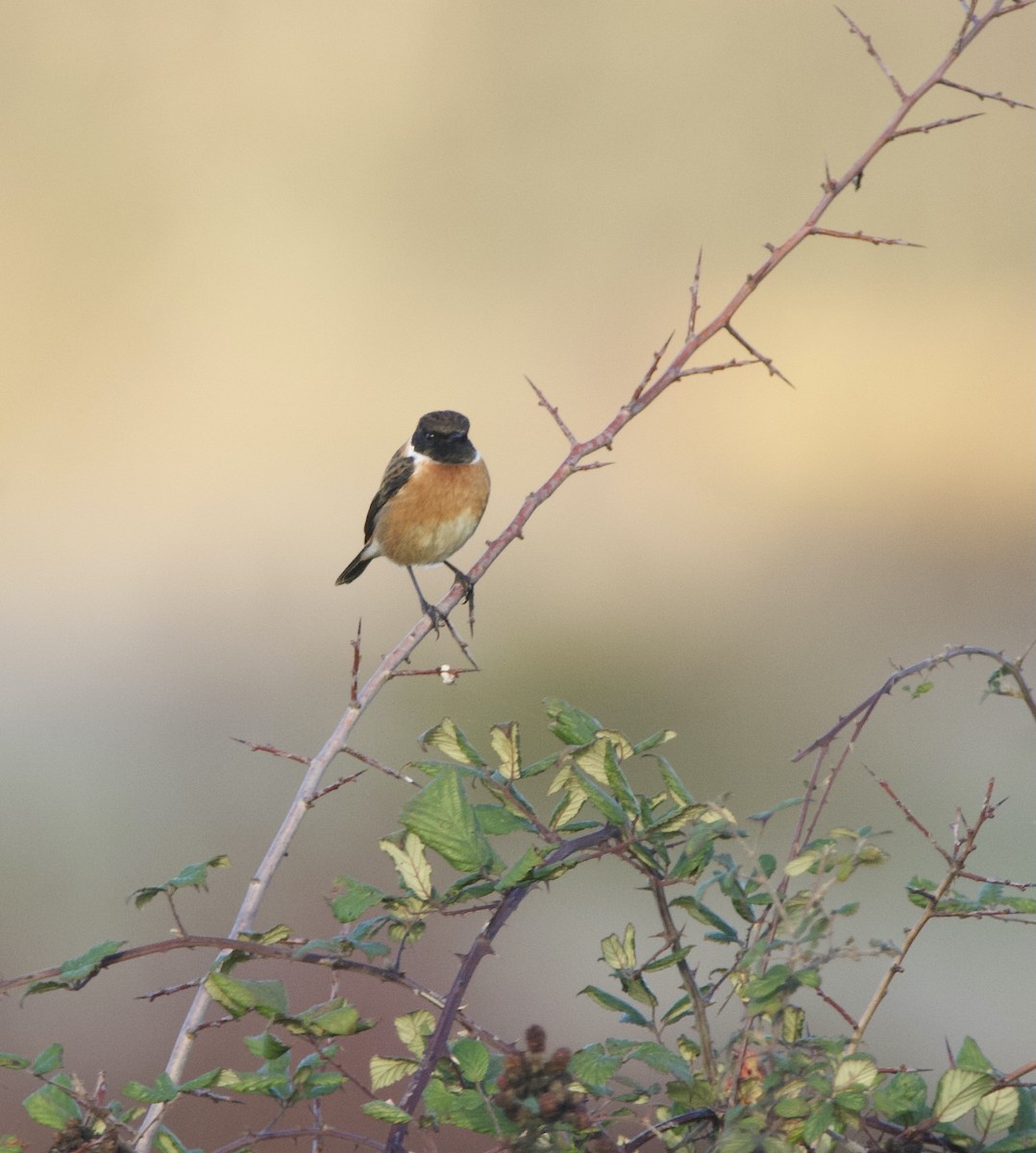 European Stonechat - ML644877851