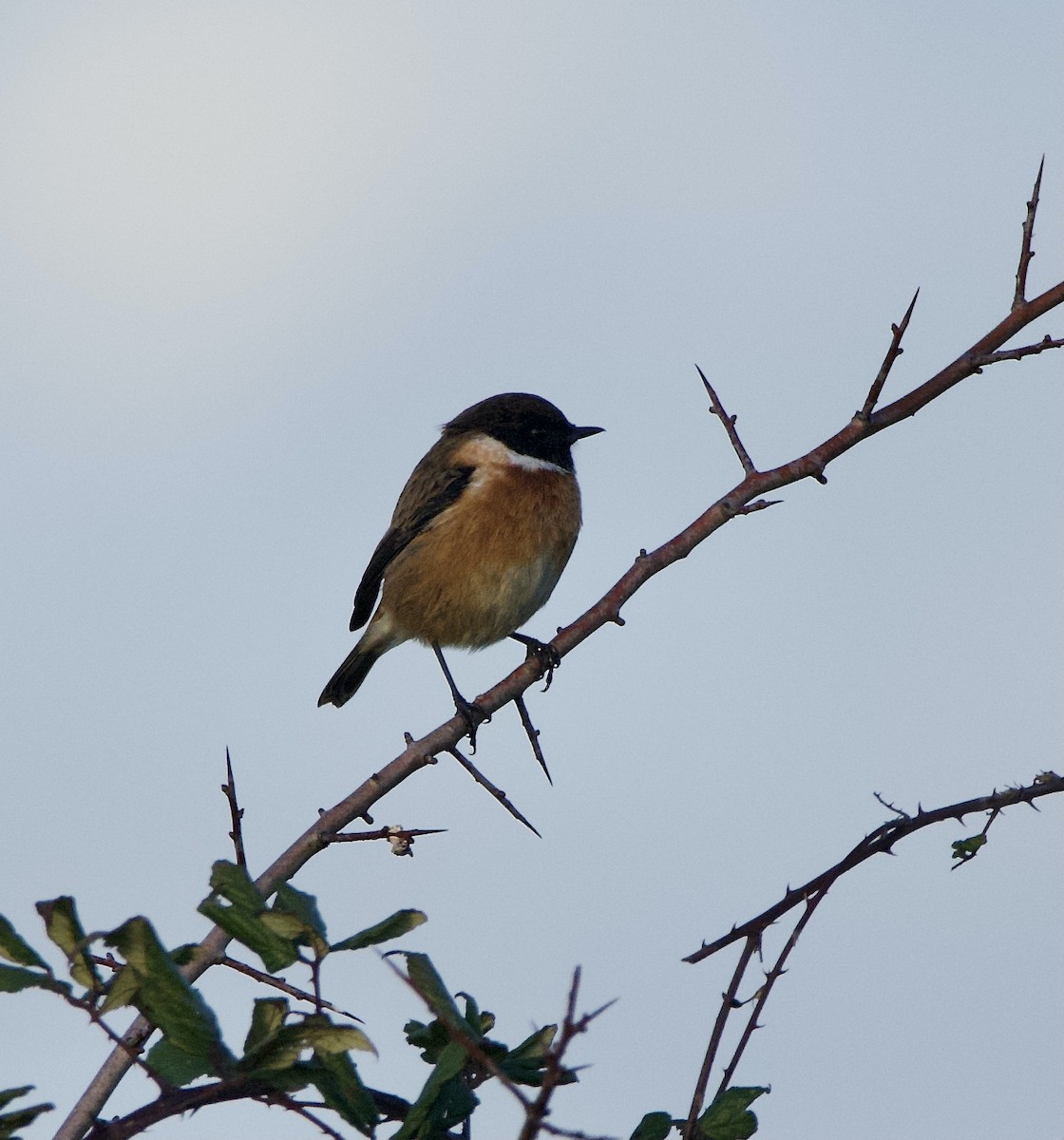 European Stonechat - ML644877852
