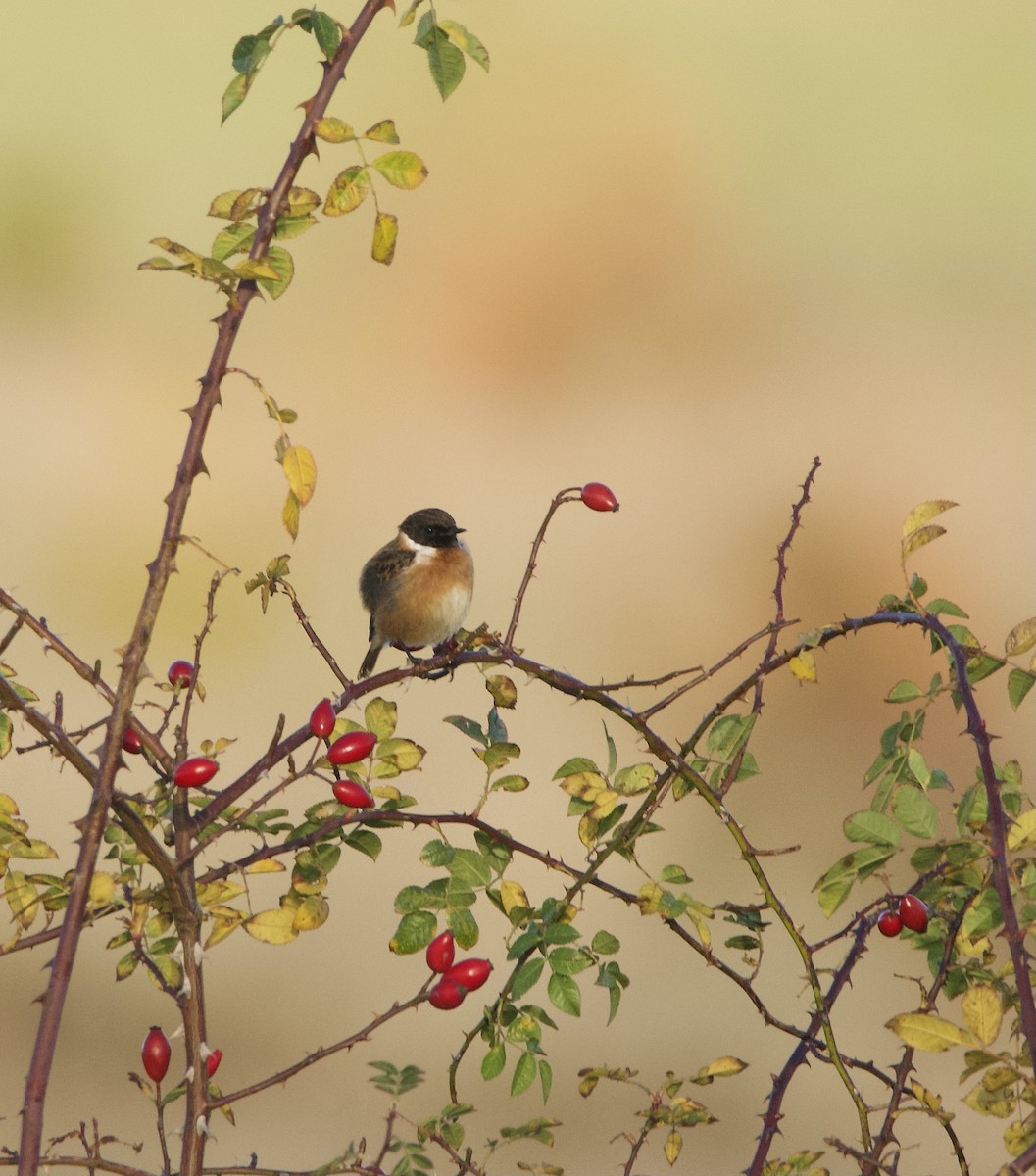 European Stonechat - ML644877853
