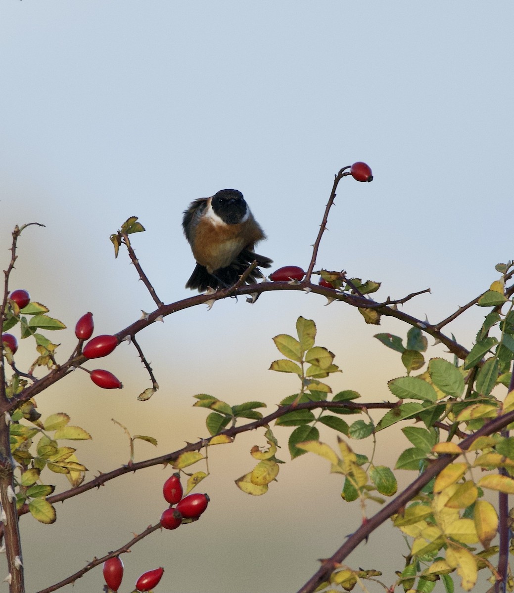 European Stonechat - ML644877854