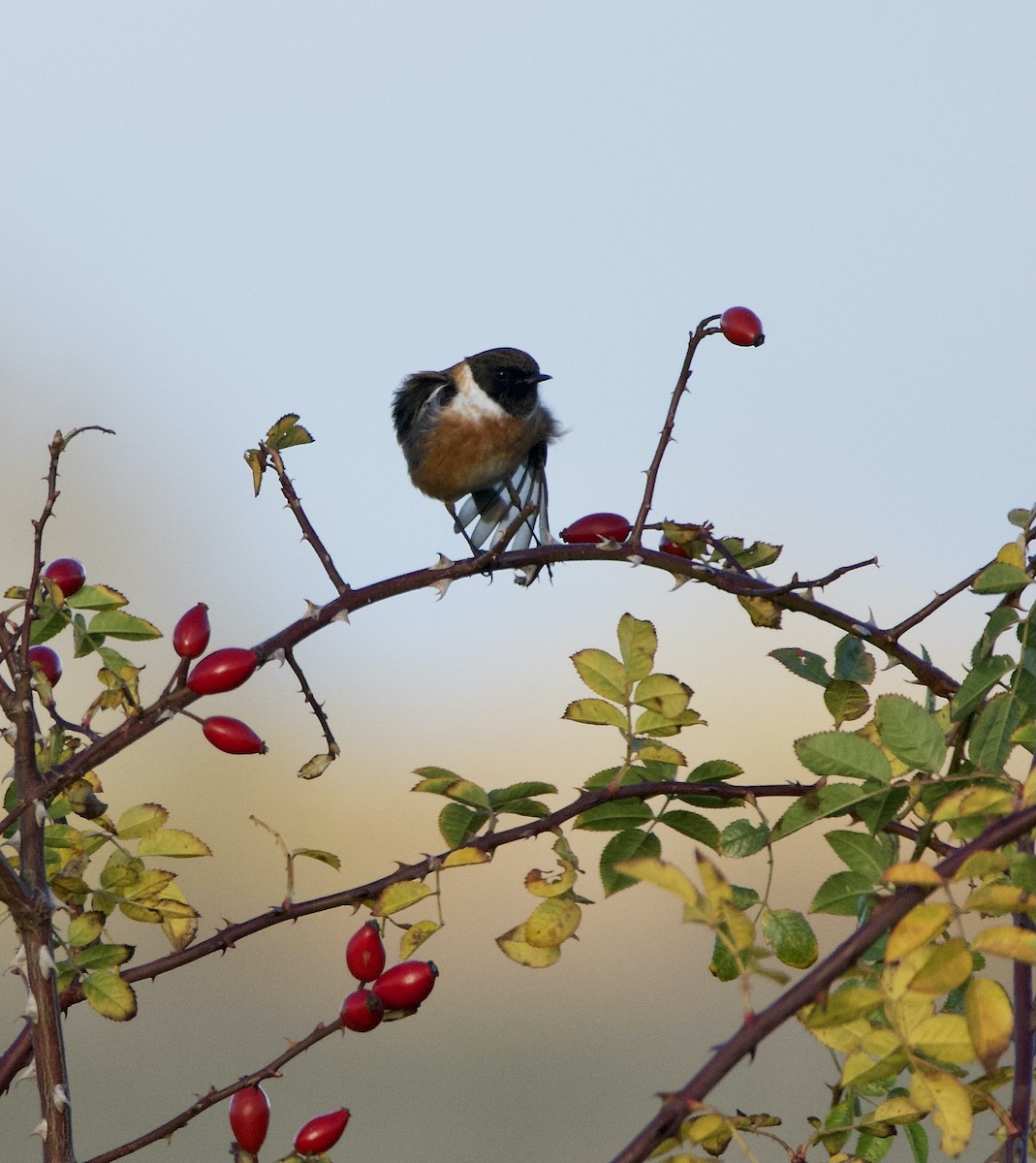 European Stonechat - ML644877855