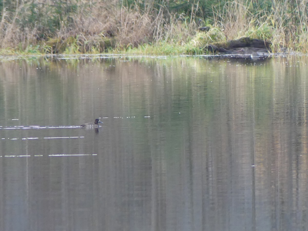 Bergente - ML644877860