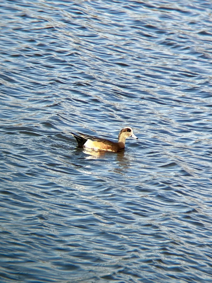 American Wigeon - ML644877865